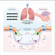 An graphic on the basics of how Arap and his team’s inhalable vaccine is supposed to work